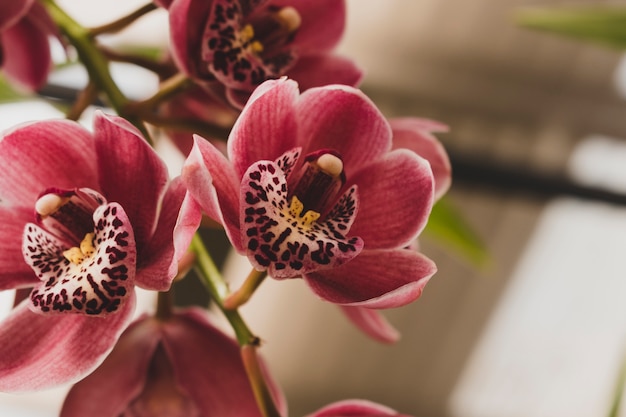 Plants for apartments with low light