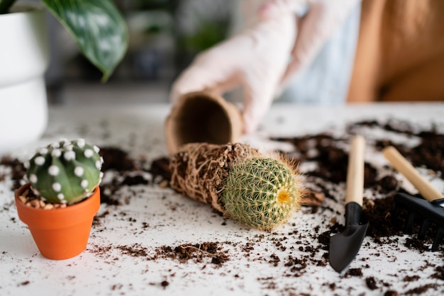 Cutting cactus with a principled and correct method