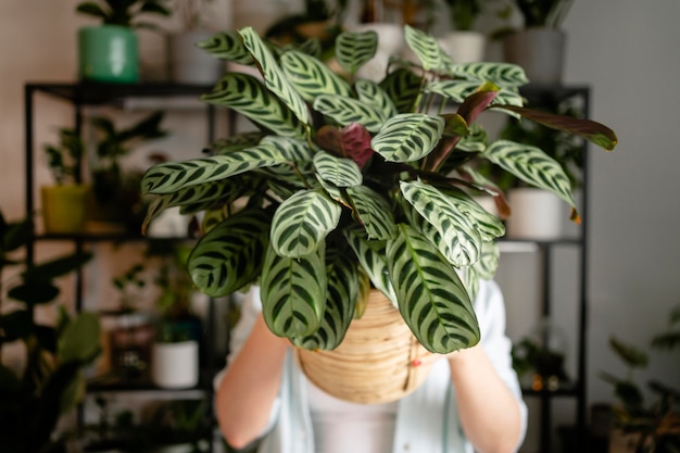 Best plants for apartment air quality 