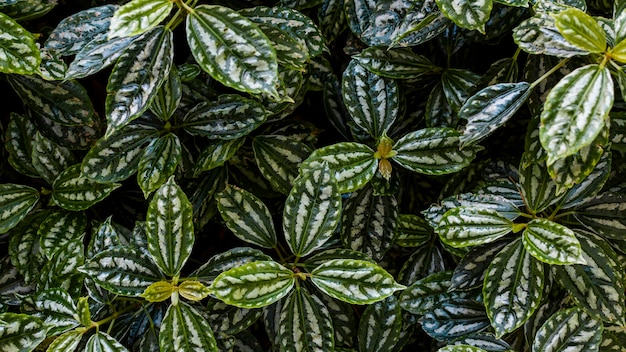 Flowering plants for apartments