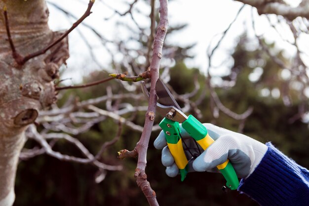 How to prune trees and the benefits of pruning trees