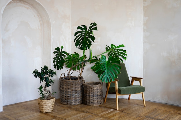 Luxury houseplants