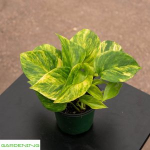 Neon pothos watering