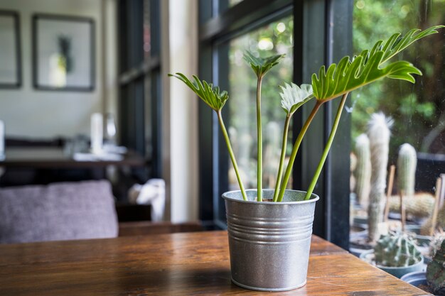 Radiator plant spoon flower