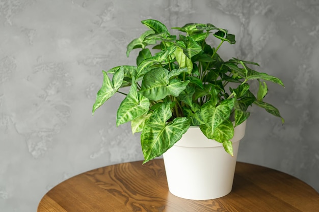 low-maintenance plants for apartments