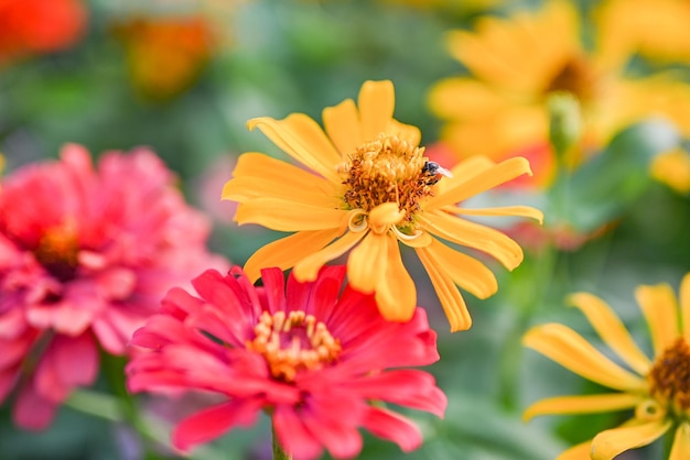 summer flowers