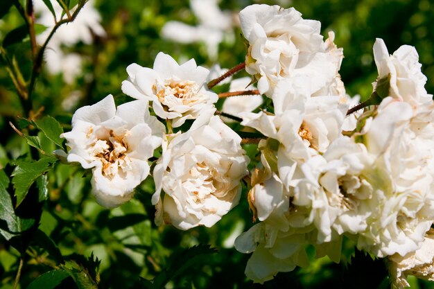 Gardenia in autumn