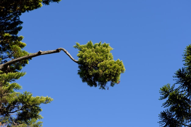 Plane tree