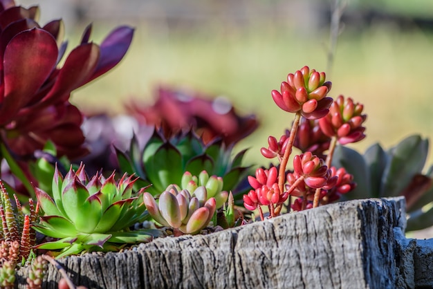 garden flower of four seasons; Evergreen garden flowers