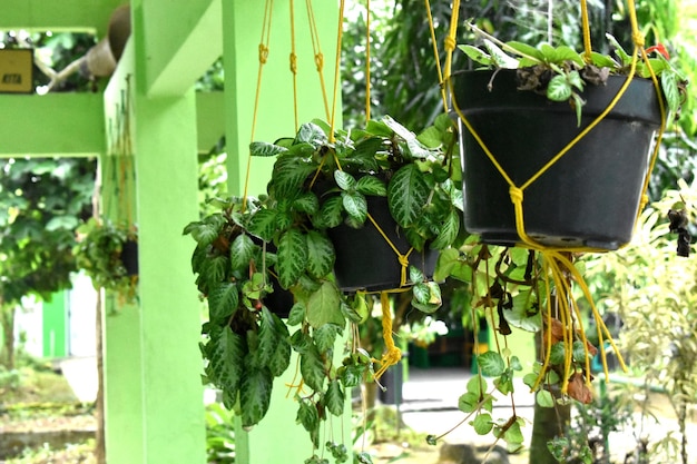 outdoor hanging plants