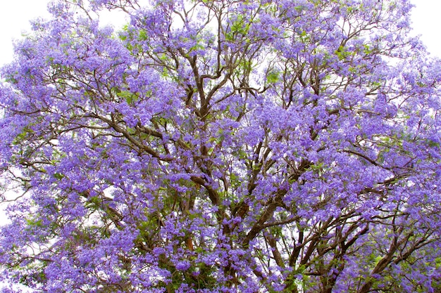 Paulownia tree and the advantages and disadvantages of its cultivation