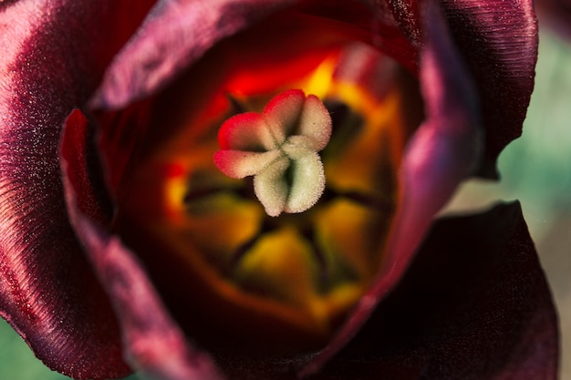 Censorship flower