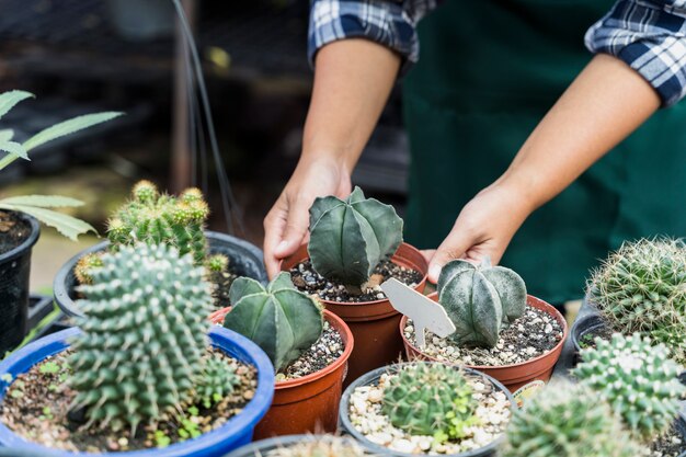 Cutting cactus