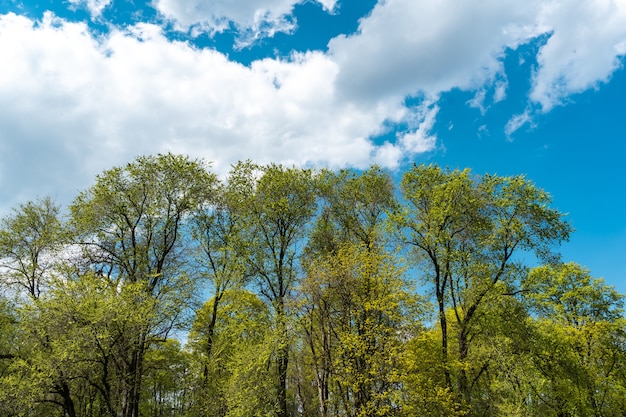 Fast growing trees