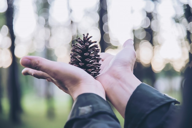 How to maintain star pine