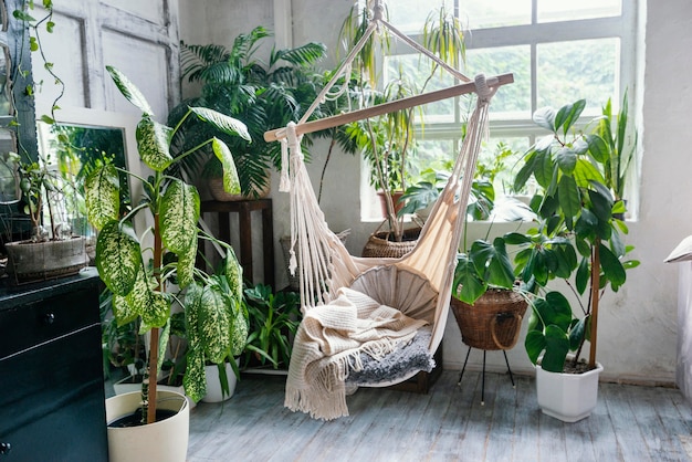 Luxury house plants