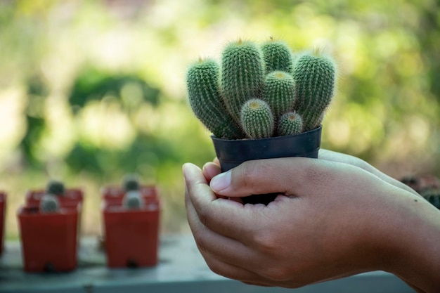 Can a shriveled cactus be saved