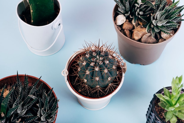 causes of cactus shrinking