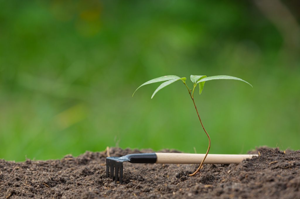 Early growing tree 