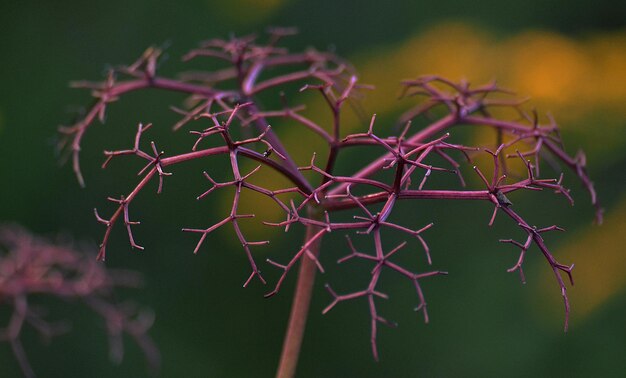 Nerve plant or plant nerve