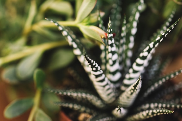 snake plant