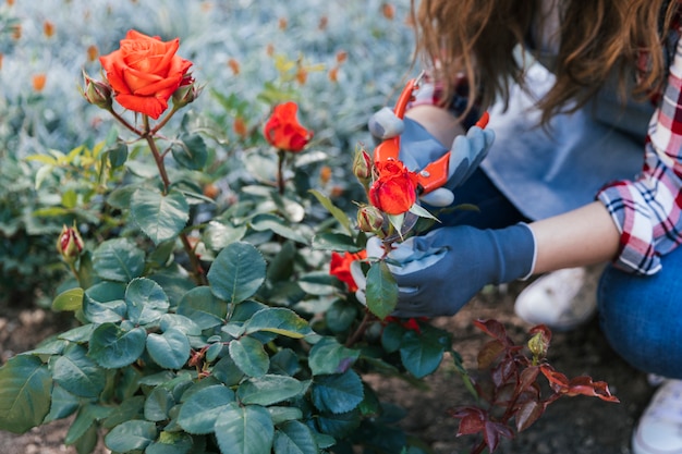 Important and practical points in growing and propagating roses