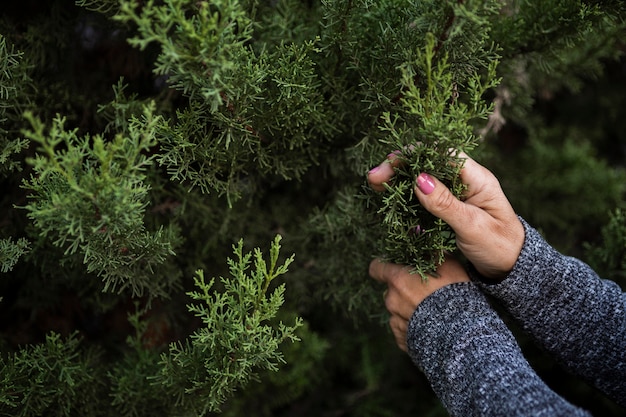 Watering the star pine tree