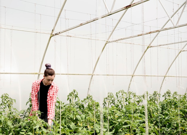 greenhouse cultivation