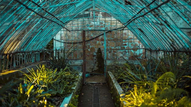 greenhouse cultivation