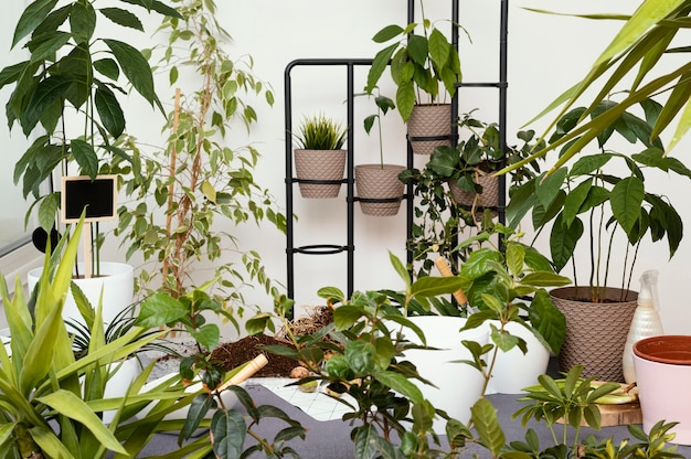 hanging plants for the balcony