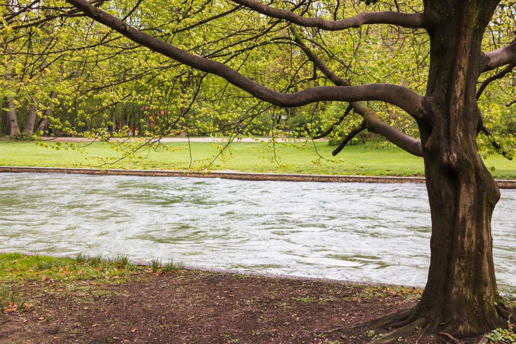 Low water fast growing tree