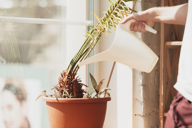 Drip irrigation of the pot