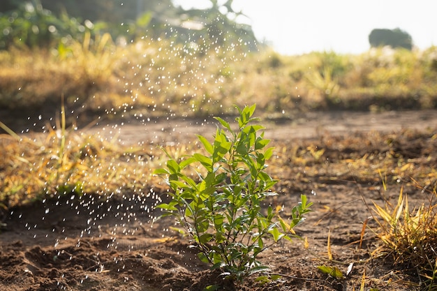 Drip irrigation of trees