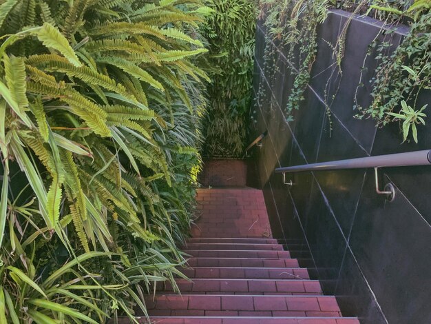 Indoor plants for staircase