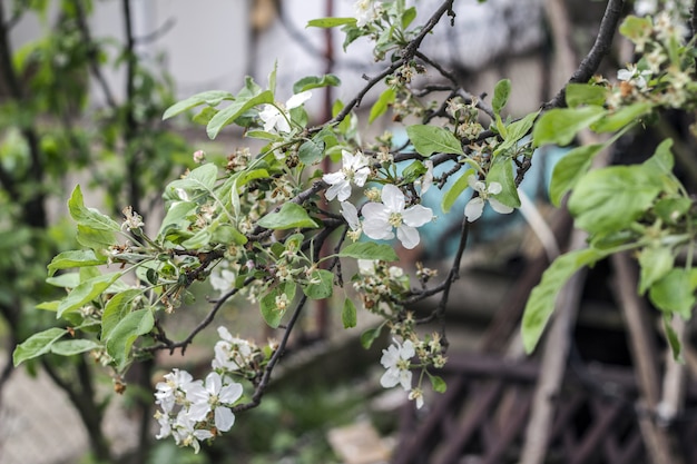 pistachio tree