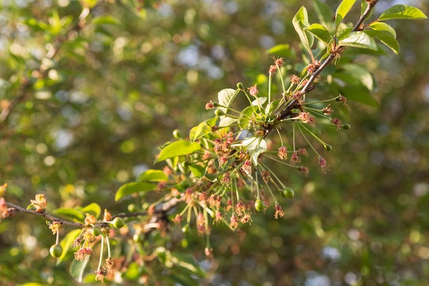 pistachio tree