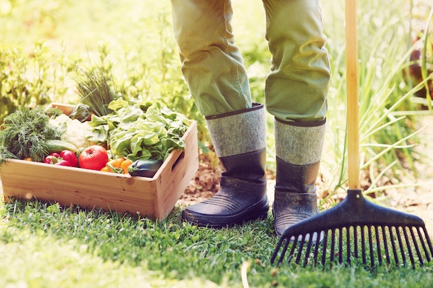 vegetable gardening